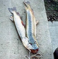 Двухголовая рыба